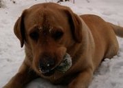 Кобель лабрадор ретривер для вязки