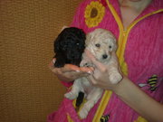 Продам щенков карликового пуделя