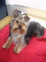 Вязка Йоркшерского Терьера