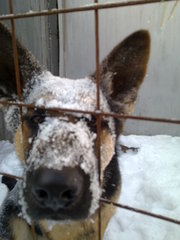 Немецкая овчарка,  кобель,  на вязку