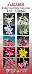 Цветы Оптом Королевские Лилии оптом к 8 марта от 300 Тенге