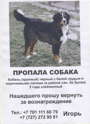  Пропала собака,  бернский зенненхунд,  кобель, Прошу вернуть за вознагра