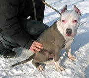 пропал щенок американского стаффордширского терьера                   