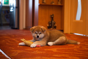 Продам щенка Акита ину (Хатико)рыжий