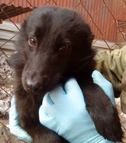 ЩЕНОК-МАЛЬЧИК СРОЧНО ИЩЕТ ХОЗЯИНА!