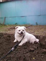 ПРОПАЛА СОБАКА!!!!!!!