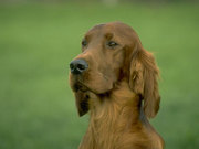 Выгул собак