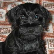 Цвергшнауцера щенок