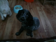 Щенки русского охотничьего спаниеля