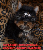 Элитные щенки йоркширского терьера от DURRERS.