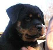 щенки ротвейлера оот отличных производителей состоят в клубе