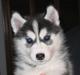 Самая красивая АКС зарегистрировано Сибирский хаски щенки приютить