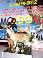 аляскинский маламут - щенки