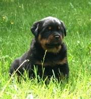 щшенки ротвейлера