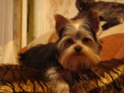 Продается очаровательный щенок йоркширского терьера