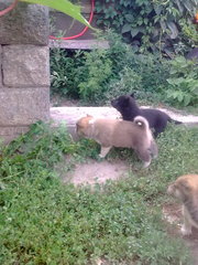 охотничьих лаек из под рабочего кобеля . возрост сорок дней.