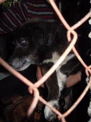 Маленькая собачка ищет преданного хозяина