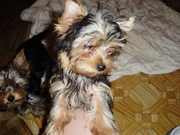 Продам щенков чихуа-хуа , йоркширского терьера