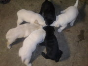 Продам Лабрадор ретривер