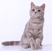 Британские котята,  носители гена циннамон/фавн
