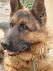 Немец ищет подружку