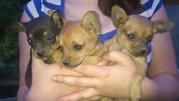 Продам симпатичных щенят той терьера