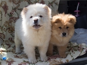 Щеночки Чау Чау , мальчик и девочка