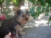 Продам Йоркширского терьера