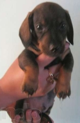 Такса  гладкошерстная