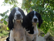 Продам щенков спаниеля.