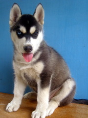 Сибирский хаски,  щенки,  дата рождения 14.07.12 г. 