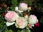 Розы,  корни роз,  продажа саженцев роз  Алматы и область