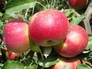 Яблони,  саженцы яблонь,  продажа деревьев яблонь Алматы и область