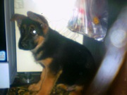 щенки немецкой овчарки из питомника 