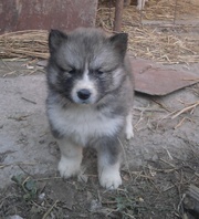 продам щенков восточно-сибирской лайки