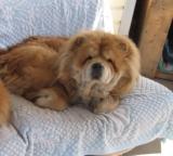 пропала собака породы чау-чау