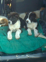 продам щенков породы алабай