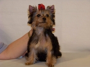 Продам недорого щенка-девочку  йоркширского терьера