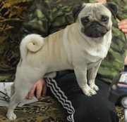 Кобель Мопса предлагается для вязки.