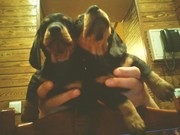 Продам щенят таксы в хорошие руки