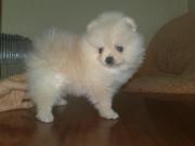 Щенки шпица от проверенной по потомству пары 