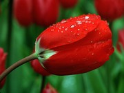 Тюльпаны к 8 марта,  для милых женщин! 