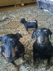 Продам щенков ягдтерьера 