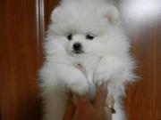  ласковые Поморская Щенки