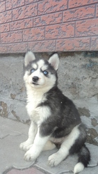 щенки сибирский хаски ( с документами)