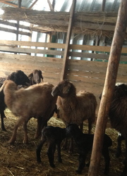 продаю баранов и овец гиссарских и эдильбаевских пород + козы