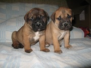 Щенки Бульмастифа