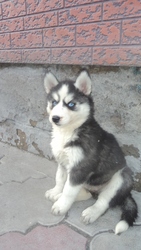 Элитные щенки сибирский хаски ( с документами)