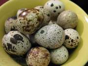 Продажа перепелинных яиц в большом количестве-АКЦИЯ