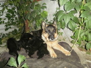 Продаю щенков немецкой овчарки.